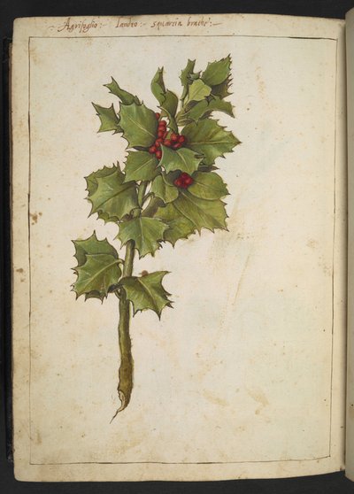 Ilex aquifolium (Holly), Gherardo Cibo "Festmények a római államok növényvilágáról", Add MS 22333, f182v, c.1564-84 (akvarell és gouache papíron) alkotó: Gherardo Cibo