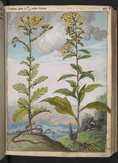 Jacobaeae vulgaris et Senecio ovatu, Gherardo Cibo "Festmények a római államok növényvilágáról", Add MS 22333, f046r, c.1564-84 (akvarell és gouache papíron) alkotó: Gherardo Cibo