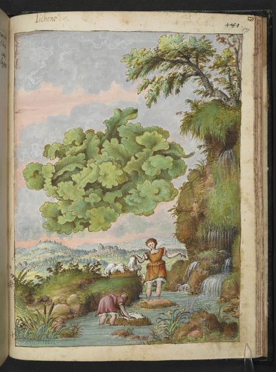 Lichen és két nő, aki ruhát vagy prémet mos a medencében, Gherardo Cibo "Festmények a római államok növényvilágáról", Add MS 22333, f171r, c.1564-84 (akvarell és gouache papíron) alkotó: Gherardo Cibo