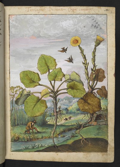 Ligularia tussilaginea (Leopárd növény), Gherardo Cibo "A római államok növényvilágának festményeiből", Add MS 22333, f011r, c.1564-84 (akvarell és gouache papíron) alkotó: Gherardo Cibo