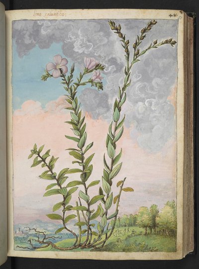 Linum viscosum: Magas növény rózsaszín virágokkal, Gherardo Cibo "Paintings of the Flora of the Roman States" (A római államok növényvilágának festményeiből), Add MS 22333, f051r, c.1564-84 (akvarell és gouache papíron) alkotó: Gherardo Cibo
