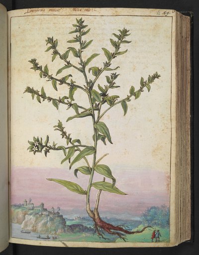 Lithospermum officinale, Gherardo Cibo "Festményei a római államok növényvilágáról", Add MS 22333, f062r, c.1564-84 (akvarell és gouache papíron) alkotó: Gherardo Cibo