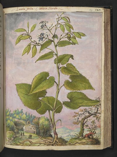 Lunaria redivivia, Gherardo Cibo "Festmények a római államok növényvilágáról", Add MS 22333, f124r, c.1564-84 (akvarell és gouache papíron) alkotó: Gherardo Cibo