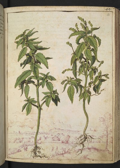 Mercurialis annua, Gherardo Cibo "Festményei a római államok növényvilágáról", Add MS 22333, f056r, c.1564-84 (akvarell és gouache papíron) alkotó: Gherardo Cibo