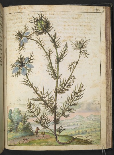 Nigella damascena, Gherardo Cibo "Festményei a római államok növényvilágáról", Add MS 22333, f161r, c.1564-84 (akvarell és gouache papíron) alkotó: Gherardo Cibo