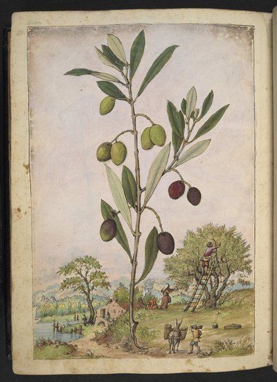 Olea europaea (Olívafa), Gherardo Cibo "Festmények a római államok növényvilágáról", Add MS 22333, f181v, c.1564-84 (akvarell és gouache papíron) alkotó: Gherardo Cibo