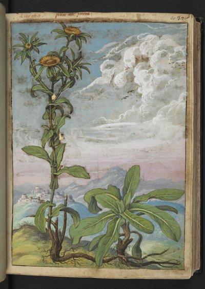 Pallenis spinosa, Gherardo Cibo "Festmények a római államok növényvilágáról", Add MS 22333, f040r, c.1564-84 (akvarell és gouache papíron) alkotó: Gherardo Cibo