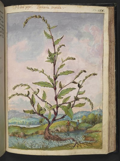 Persicaria hydropiper, Gherardo Cibo "Paintings of the Flora of the Roman State"-ből, Add MS 22333, f152r, c.1564-84 (akvarell és gouache papíron) alkotó: Gherardo Cibo