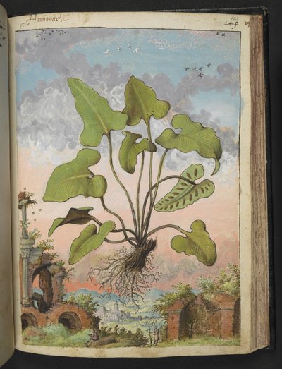Phyllitis hemionitis, Gherardo Cibo "Paintings of the Flora of the Roman States" (Festmények a római államok növényeiről), Add MS 22333, f143r, c.1564-84 (akvarell és gouache papíron) alkotó: Gherardo Cibo