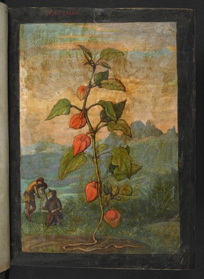 Physalis alkekengi: Vörös virágú növény, Gherardo Cibo "Paintings of the Flora of the Roman States" (A római államok növényvilágának festményeiből), Add MS 22333, f004r, c.1564-84 (akvarell és gouache papíron) alkotó: Gherardo Cibo