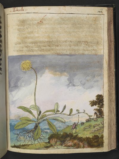 Pilosella officinarum, Gherardo Cibo "Festményei a római államok növényvilágáról", Add MS 22333, f138r, c.1564-84 (akvarell és gouache papíron) alkotó: Gherardo Cibo