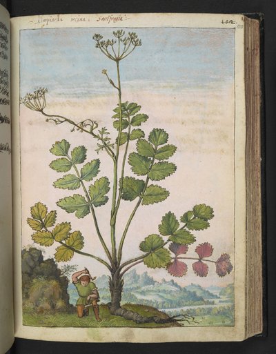 Pimpinella major, Gherardo Cibo "Festmények a római államok növényvilágáról", Add MS 22333, f100r, c.1564-84 (akvarell és gouache papíron) alkotó: Gherardo Cibo