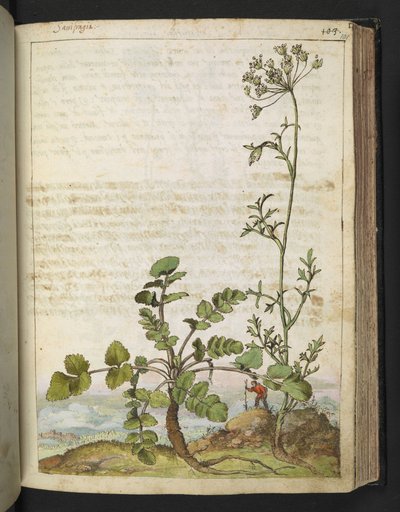 Pimpinella saxifraga, Gherardo Cibo "Festmények a római államok növényvilágáról", Add MS 22333, f101r, c.1564-84 (akvarell és gouache papíron) alkotó: Gherardo Cibo