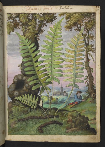 Polypodium, Gherardo Cibo "Festmények a római államok növényvilágáról", Add MS 22333, f015r, c.1564-84 (akvarell és gouache papíron) alkotó: Gherardo Cibo