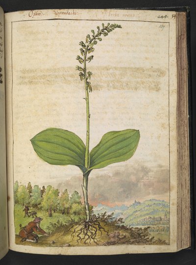 Valószínűleg Ophrys apifera (méhek orchideája), Gherardo Cibo "Festmények a római államok növényvilágáról", Add MS 22333, f139r, c.1564-84 (akvarell és gouache papíron) alkotó: Gherardo Cibo