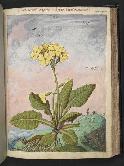 Primula elatior: Sárga szirmú növény. , Gherardo Cibo "Festményei a római államok növényvilágáról", Add MS 22333, f129r, c.1564-84 (akvarell és gouache papíron) alkotó: Gherardo Cibo