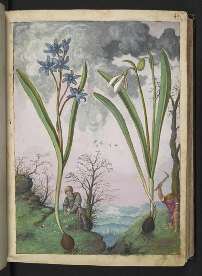 Scilla bifolia és Galanthus nivalis, Gherardo Cibo "Festmények a római államok növényvilágáról", Add MS 22333, f035r, c.1564-84 (akvarell és gouache papíron) alkotó: Gherardo Cibo