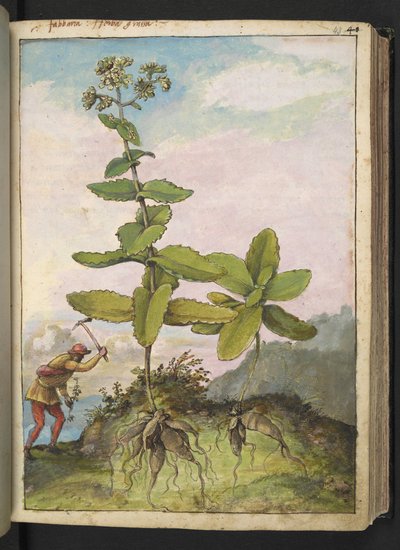 Sedum telephium, Gherardo Cibo "Festmények a római államok növényvilágáról", Add MS 22333, f043r, c.1564-84 (akvarell és gouache papíron) alkotó: Gherardo Cibo