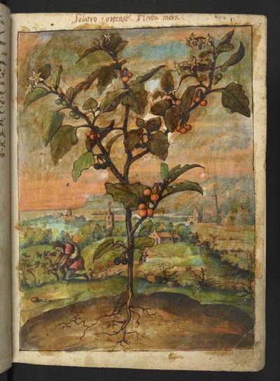 Solanum nigrum: Narancssárga gyümölcsű növény, Gherardo Cibo "Paintings of the Flora of the Roman States" (A római államok növényvilágának festményeiből), Add MS 22333, f007r, c.1564-84 (akvarell és gouache papíron) alkotó: Gherardo Cibo