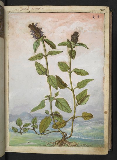 Symphytum bulbosum (Bulbous Comfrey), Gherardo Cibo "Festmények a római államok növényvilágáról", Add MS 22333, f031r, c.1564-84 (akvarell és gouache papíron) alkotó: Gherardo Cibo