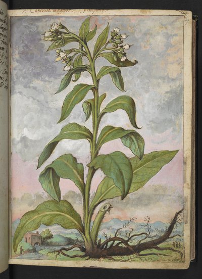 Symphytum officinale (Comfrey), Gherardo Cibo "Festmények a római államok növényvilágáról", Add MS 22333, f029r, c.1564-84 (akvarell és gouache papíron) alkotó: Gherardo Cibo