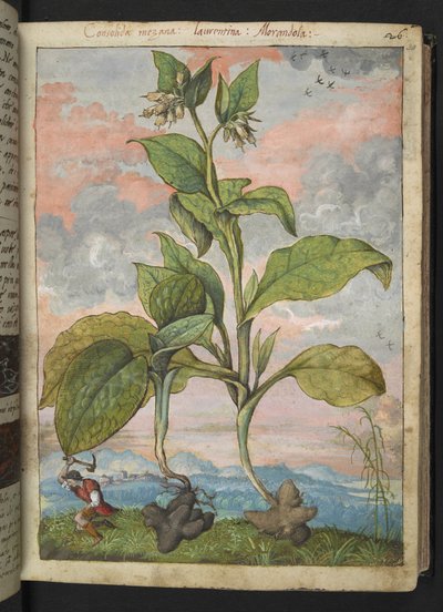 Symphytum tuberosum, Gherardo Cibo "Festményei a római államok növényvilágáról", Add MS 22333, f030r, c.1564-84 (akvarell és gouache papíron) alkotó: Gherardo Cibo