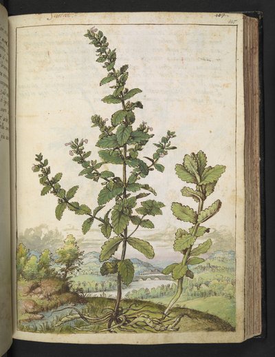 Teucrium scordium, Gherardo Cibo "Festmények a római államok növényvilágáról", Add MS 22333, f105r, c.1564-84 (akvarell és gouache papíron) alkotó: Gherardo Cibo