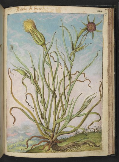 Tragopogon porrifolius, Gherardo Cibo "Festmények a római államok növényvilágáról", Add MS 22333, f169r, c.1564-84 (akvarell és gouache papíron) alkotó: Gherardo Cibo