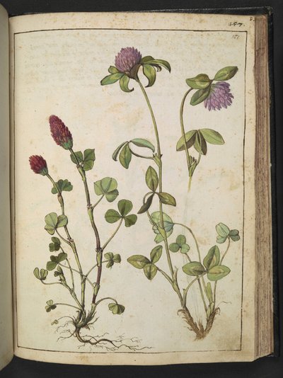 Trifolium incarnatum és Trifolium pratens, Gherardo Cibo "Festmények a római államok növényvilágáról", Add MS 22333, f151r, c.1564-84 (akvarell és gouache papíron) alkotó: Gherardo Cibo