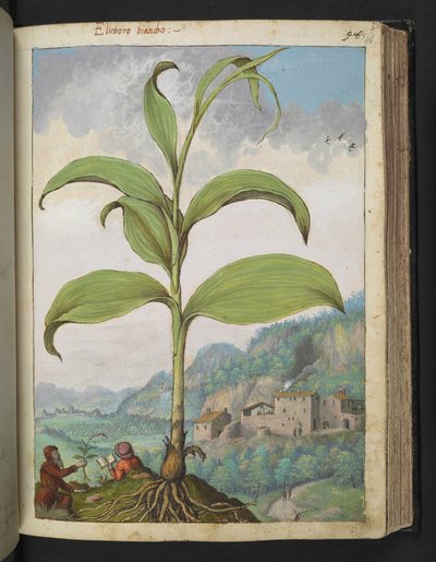Veratrum nigrum, Gherardo Cibo "Festmények a római államok növényvilágáról", Add MS 22333, f096r, c.1564-84 (akvarell és gouache papíron) alkotó: Gherardo Cibo