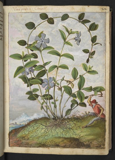 Vinca minor (Periwinkle), Gherardo Cibo "Festmények a római államok növényvilágáról", Add MS 22333, f026r, c.1564-84 (akvarell és gouache papíron) alkotó: Gherardo Cibo