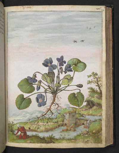 Viola odorata, Gherardo Cibo "Festmények a római államok növényvilágáról", Add MS 22333, f104r, c.1564-84 (akvarell és gouache papíron) alkotó: Gherardo Cibo