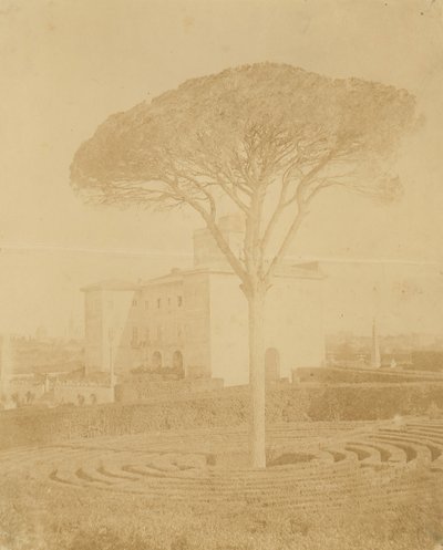 [Tree in Formal Garden Outside Palazzo], 1860-70-es évek. alkotó: Giacomo Caneva