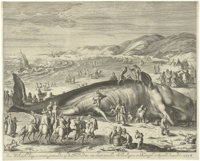 Partra vetett bálna Berckheyben, 1598 Egy 70 láb hosszú bálna a holland tengerparton, Schevelingen és Katwyk között, Sprokkelmaandtban, 1598 (cím a tárgyon) alkotó: Gilliam van der Gouwen