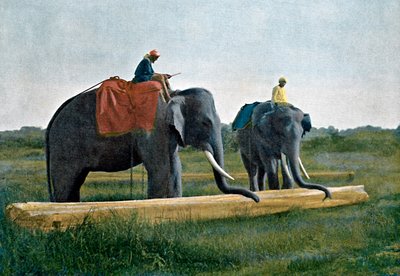 Elefántok mozgatják a rönköt, Ceylon, c1890 alkotó: Gillot