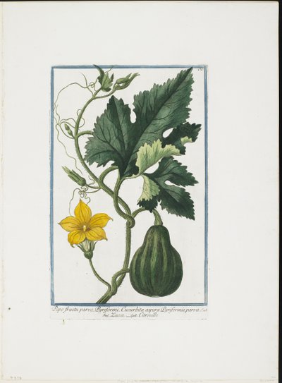 Növényi nyomat, Hortus Romanus, Vol. I. vagy II., 1772-93 (csúcsmetszet, kézzel színezett gouache) alkotó: Giorgio Bonelli