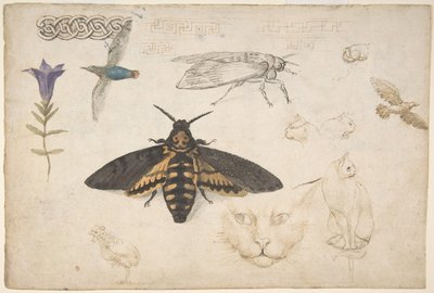 Tanulmányok egy tárnicsról, molyról, madarakról, macskákról, átlapoló motívumról és görög röpke recto..., 1530-40. alkotó: Giorgio di Giovanni