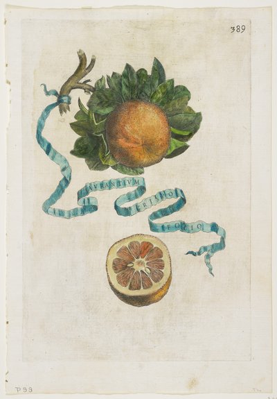 Aurantium Crispo Folio, a Hesperidákból, 1646 alkotó: Giovanni Battista Ferrari