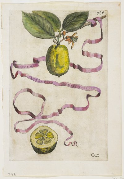 Idem Aurantium Limonis Effigle, a Hesperidesből, 1646 alkotó: Giovanni Battista Ferrari