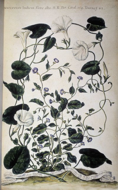 Botanikai tábla: A fűfélék fajtái. Convolvulus fajták (Convolvulus Indicus fehér flóra; Convolvulus Siculus). Giovanni Battista Morandi, Egy festett botanikus kert vagy növénygyűjtemény..., I. kötet alkotó: Giovanni Battista Morandi