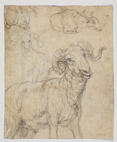 Kos és bivaly, verso (kréta és akvarell rajz) alkotó: Giovanni da Udine (after)