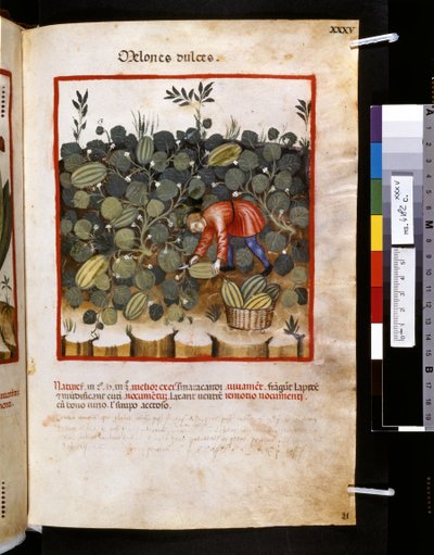 Ububchasym de Baldach Theatrum sanitatis: "Melones Dulces", a 14. század első évtizede (miniatűr) alkotó: Giovannino de