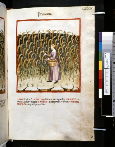Ububchasym de Baldach Theatrum sanitatis: "Panicum", 14. század első évtizede (miniatűr) alkotó: Giovannino de