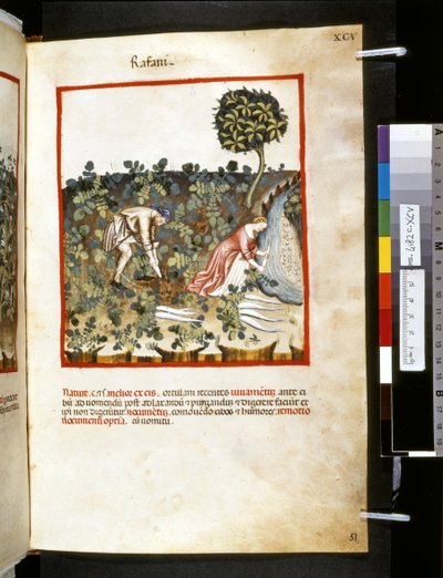 Theatrum sanitatis, Ububchasym de Baldach : "Rafani", a 14. század első évtizede (miniatúra) alkotó: Giovannino de