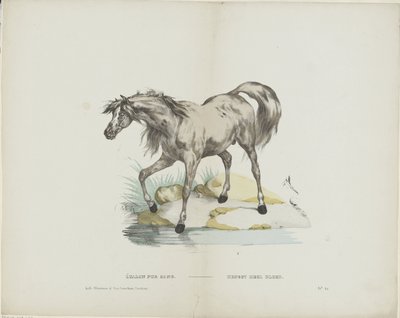 Étalon pur sang / Stallion full blood (cím a tárgyon) alkotó: Glenisson and Van Genechten