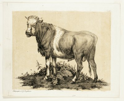 A bika alkotó: Gottfried Engelmann