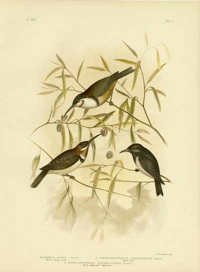 Black Honeyeater, 1891 alkotó: Gracius Broinowski