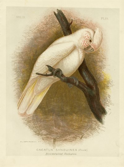 Vérfoltos kakadu, 1891 alkotó: Gracius Broinowski