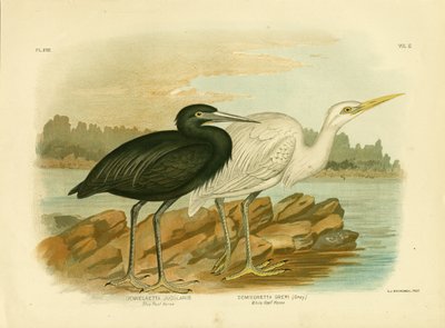 Blue Reef Heron, 1891 alkotó: Gracius Broinowski