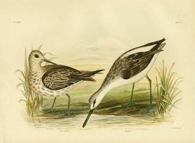 Nagy homokcsőr, 1891 alkotó: Gracius Broinowski